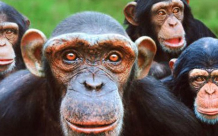 Laurie Santos busca las raíces de la irracionalidad humana al observar la forma en que nuestros parientes primates toman decisiones.