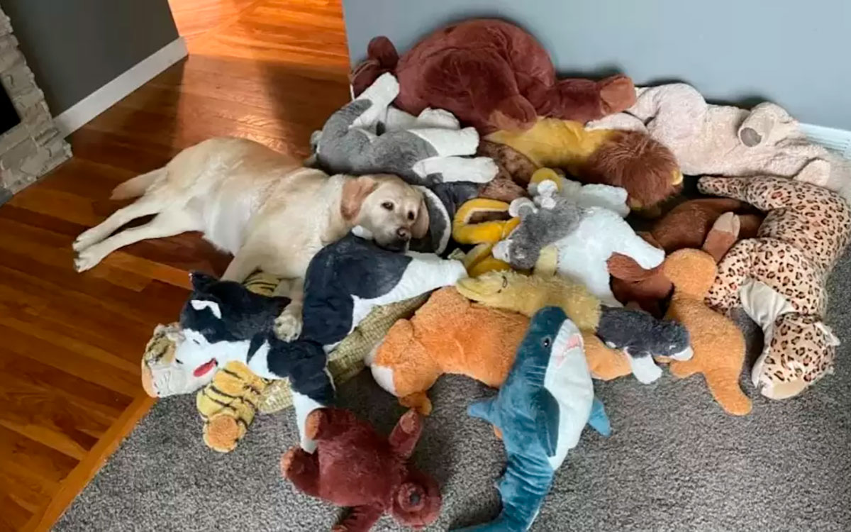 La perra que saca todos los días a sus 30 peluches al jardín y emociona con su rutina inquebrantable.