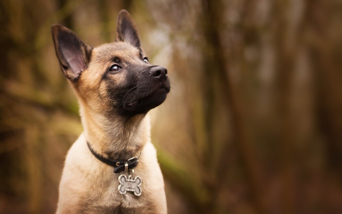 Ni el Border Collie ni el Labrador… el Pastor Belga Malinois sorprende al mundo por esta inesperada razón