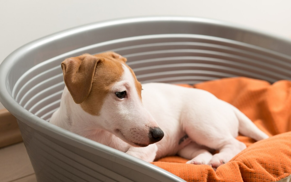 Limpiar la cama del perro es clave para evitar infecciones y mantener un ambiente saludable en casa. Sigue estos consejos para reducir el riesgo de enfermedades.
