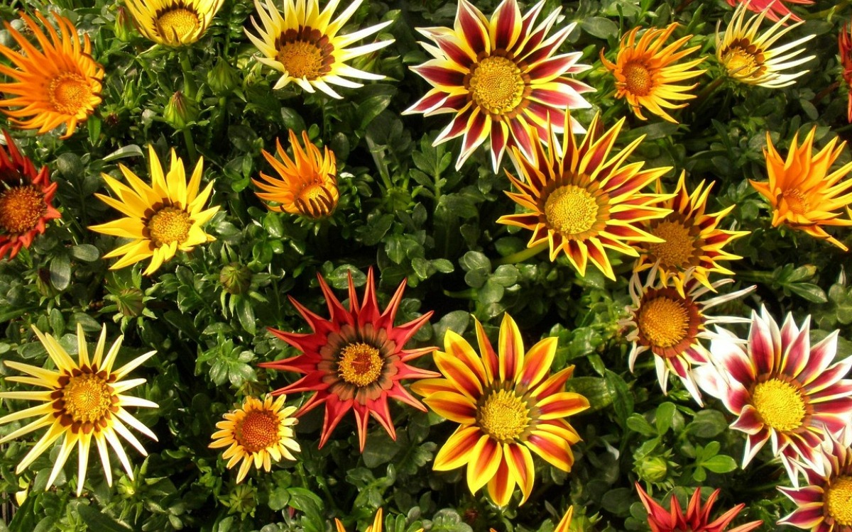 Desde la primavera hasta el otoño, estas maravillas llenan el jardín de colores intensos y aportan un toque alegre a cualquier espacio.
