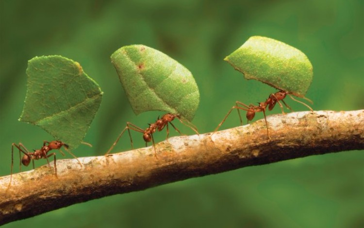 Hormigas: Gigantes de la naturaleza