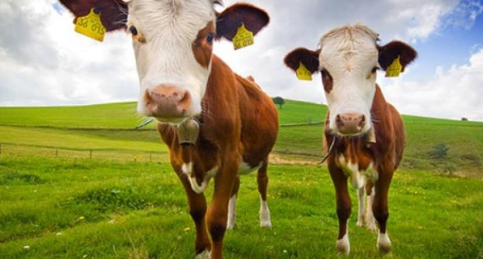 Las principales teorías económicas explicadas con 2 vacas