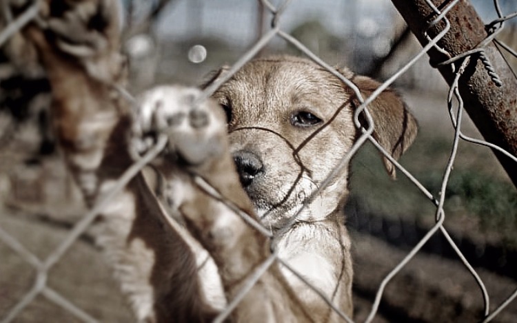 Crecen las organizaciones contra el maltrato animal