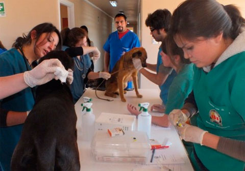 Estudiantes de veterinaria previenen enfermedades transmisibles por animales en los barrios más necesitados de la Capital Federal