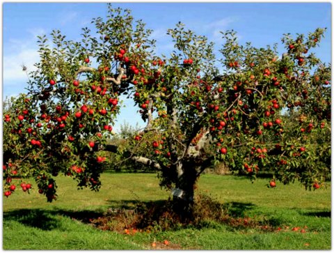 El árbol de las manzanas