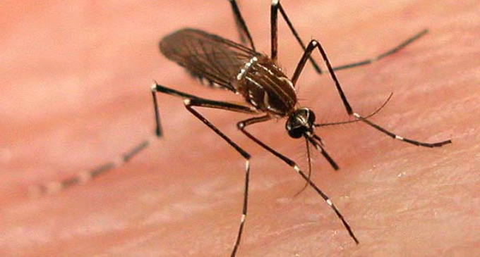 Científicos argentinos comprueban que un hongo elimina al mosquito del dengue y chikingunya