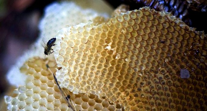 La cura más dulce: La miel fresca de abeja podría ser más efectiva que los antibióticos