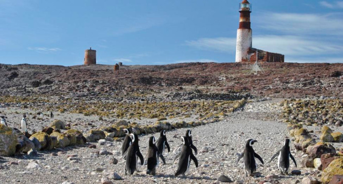El atractivo turístico de isla pingüino