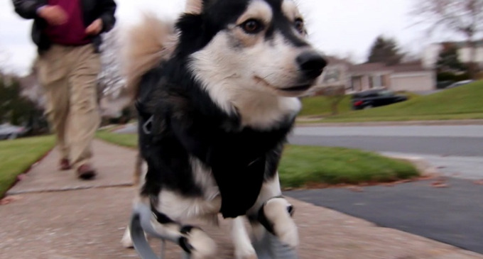 Un perro minusválido corre por vez primera gracias a unas patas impresas en 3D