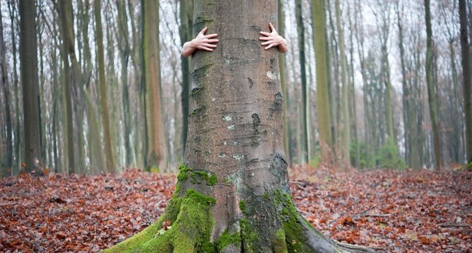 Las 14 especies de árboles que al abrazarlos sanan diversas partes del cuerpo