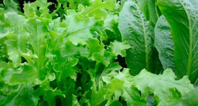 El tipo de alimento que descubrieron más previene el deterioro cognitivo son los vegetales verdes con hojas.