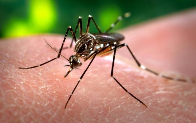 Dengue y Zika: Medidas preventivas