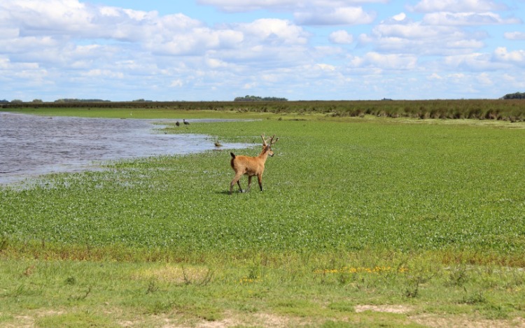 Un nuevo Parque Nacional en Buenos Aires: se creó Ciervo de los Pantanos