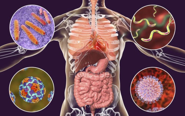 Las bacterias de nuestro sistema gastrointestinal, aliadas contra la COVID-19
