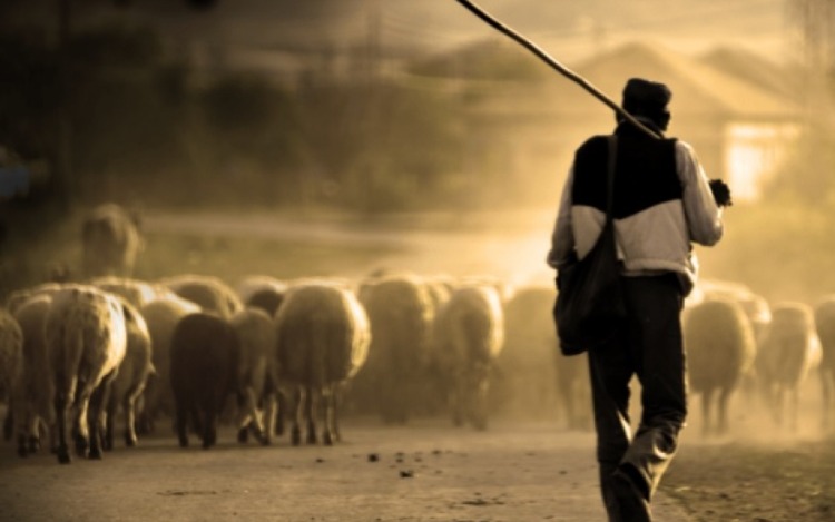El pastor, sus ovejas y el joven ejecutivo