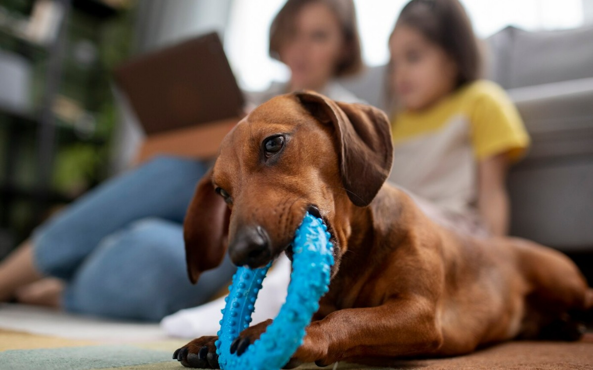 Cómo los juguetes interactivos para perros pueden transformar su comportamiento en casa