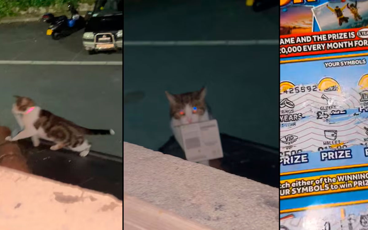 ¿Qué harías si tu gata te trae un boleto de lotería ganador?  
