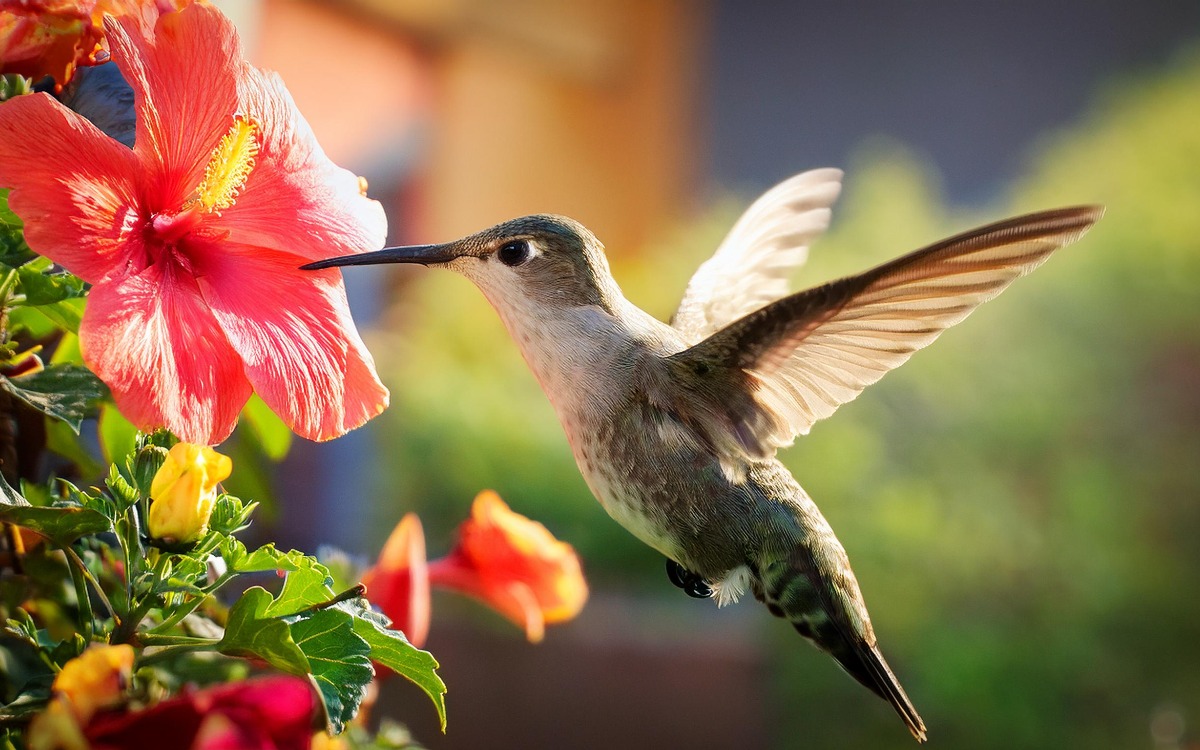 El misterio de los colibrís: ¿qué significa su visita en tu jardín?