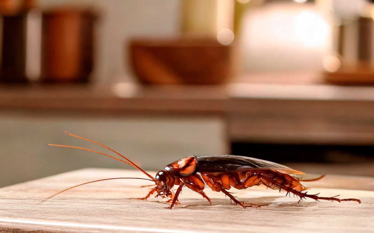 La verdura efectiva y natural para espantar las cucarachas de tu hogar