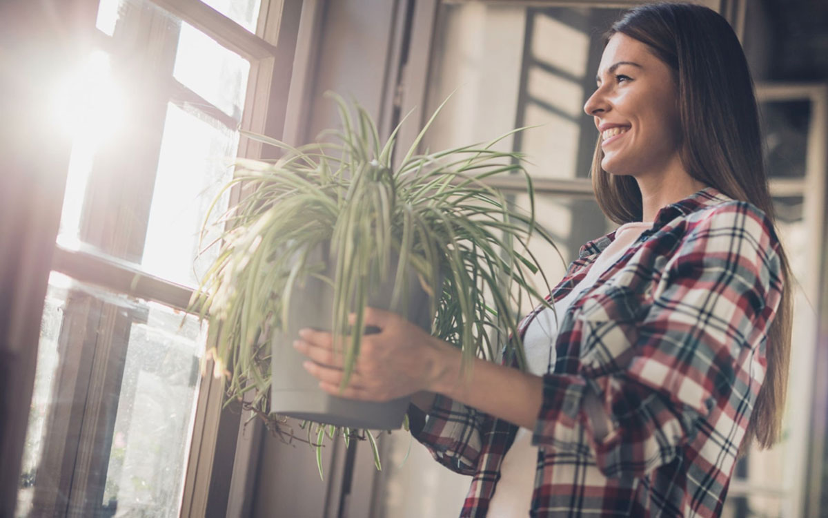 Propiedades de la planta mala madre: desde la decoración hasta la purificación del aire.
