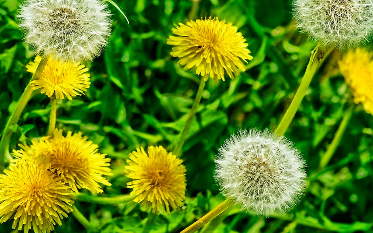   ¿Maleza o milagro? Por qué deberías pensarlo dos veces antes de arrancar el diente de león del jardín.  
