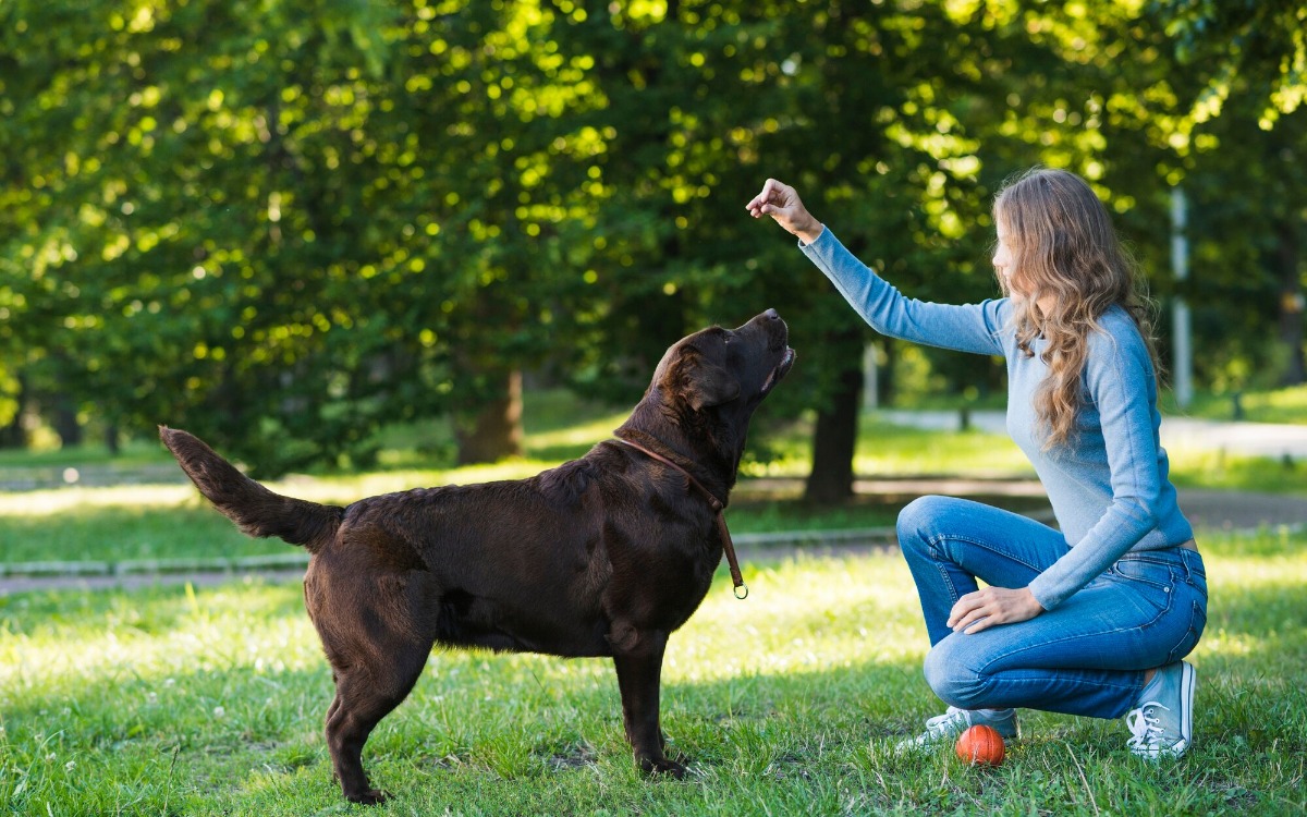 Cómo ayudar a perros que no paran de ladrar: el método del libro «Bark!»