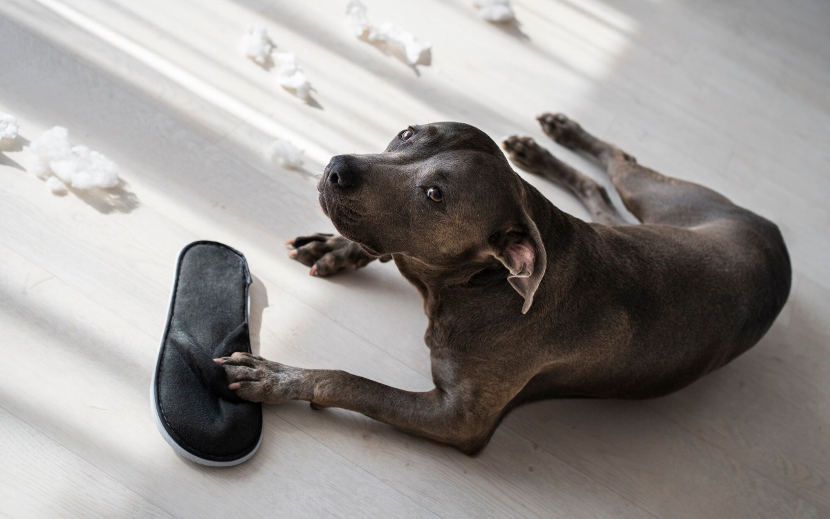 Por qué tu perro pone la pata encima de un objeto y qué intenta decirte