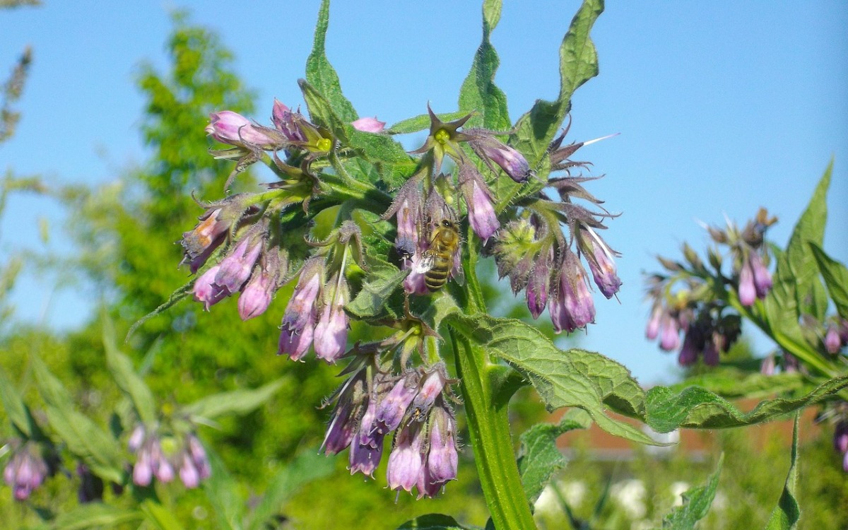 La planta de flores púrpuras que transforma tu jardín en un imán para mariposas y colibríes