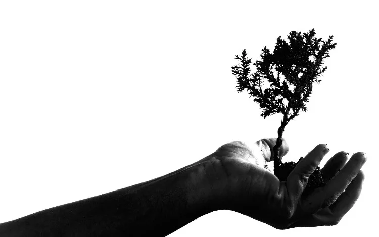 También te puede interesar esta nota... ¿Cuántos árboles se necesitan para salvar la Tierra?