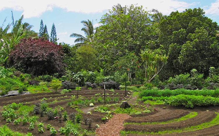 También te puede interesar esta nota... Permacultura: agricultura más sustentable y perdurable en el tiempo